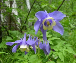 تاج ‌الملوک سیبیریکا